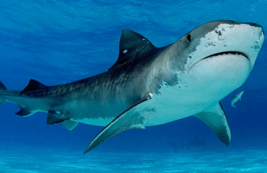 Encuentran mano en el estómago de un tiburón y lo identifican por esta triste razón
