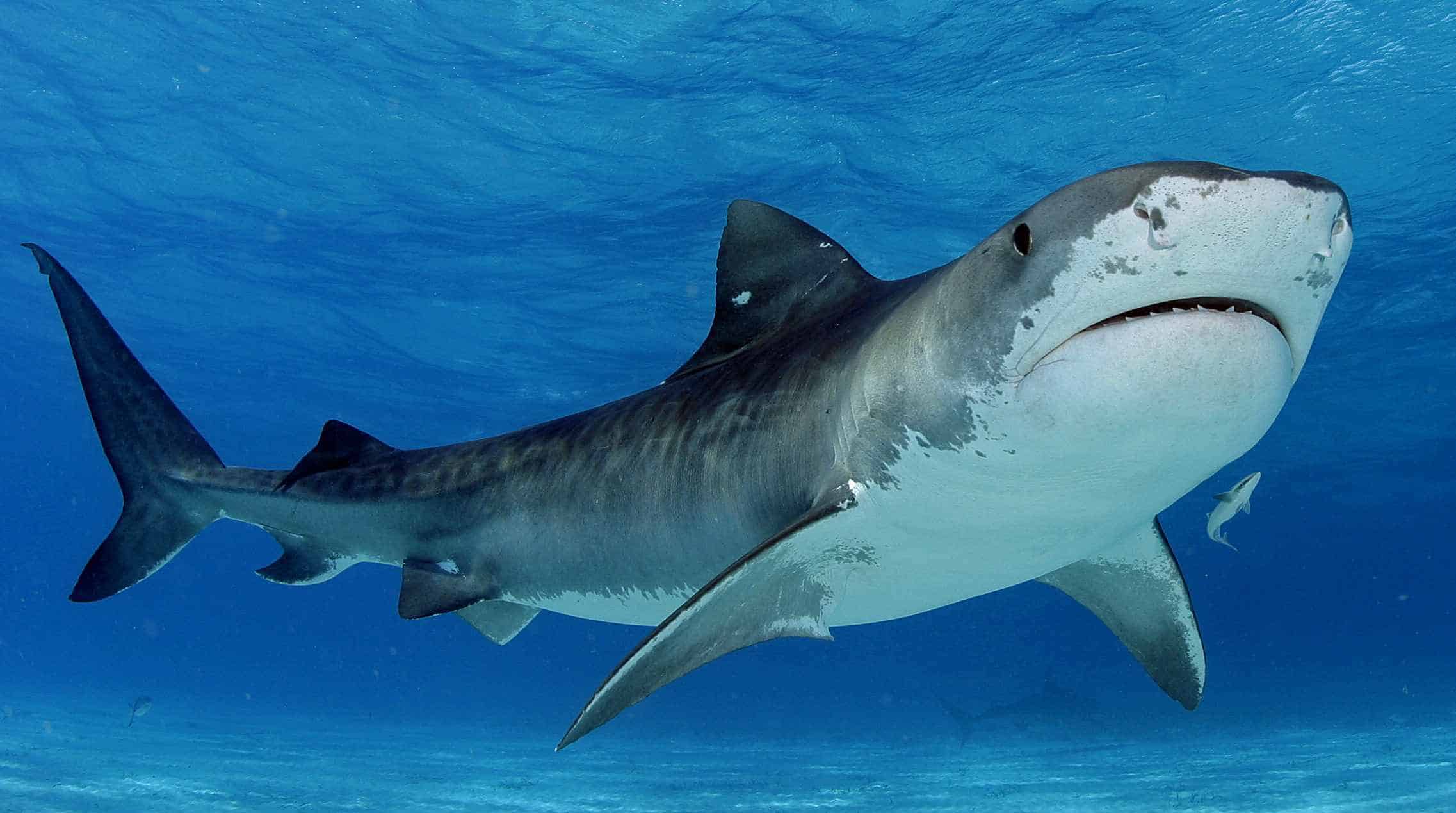 Perrita se recupera de ataque de tiburón en playa de Florida