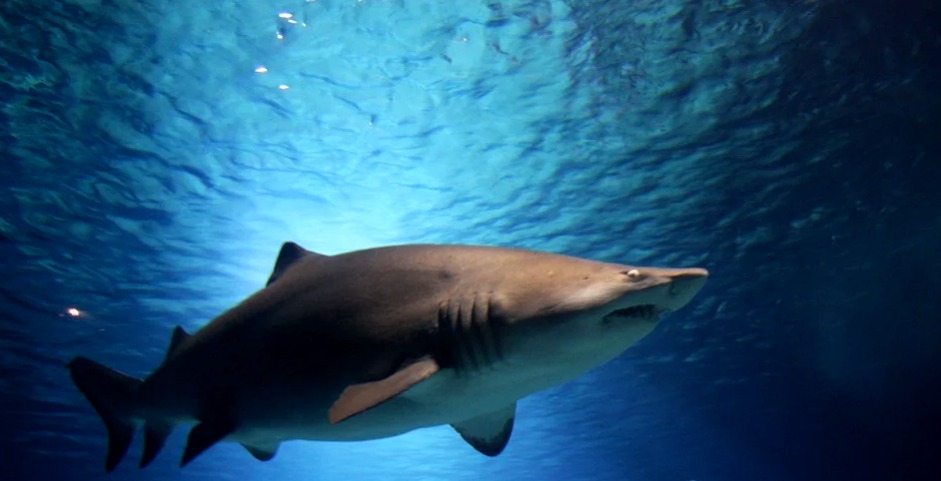 Niño de 9 años es mordido por un tiburón en Miami-Beach