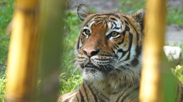 El zoológico de Naples no tuvo la culpa del ataque de un tigre
