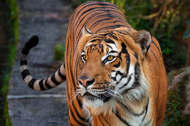 Empleado de limpieza fue agredido por un tigre del zoológico de Naples