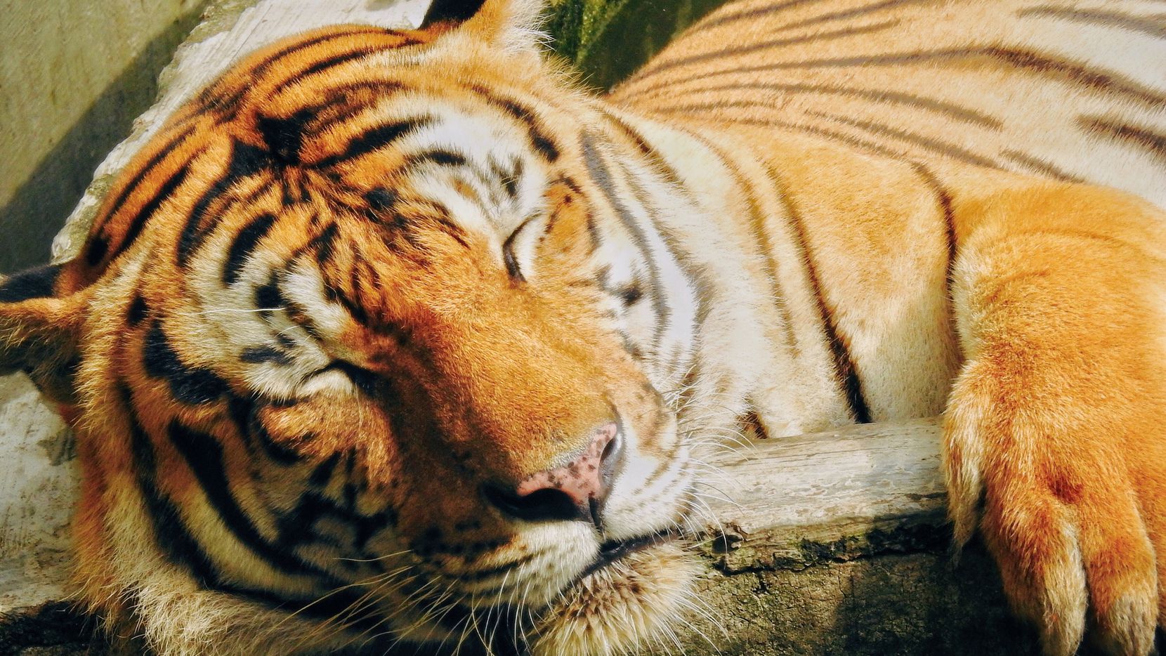 Conoce la causa de muerte del tigre abatido en zoológico de Florida