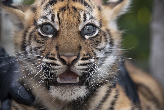 Nace cachorro de tigre de Sumatra en Zoo Miami