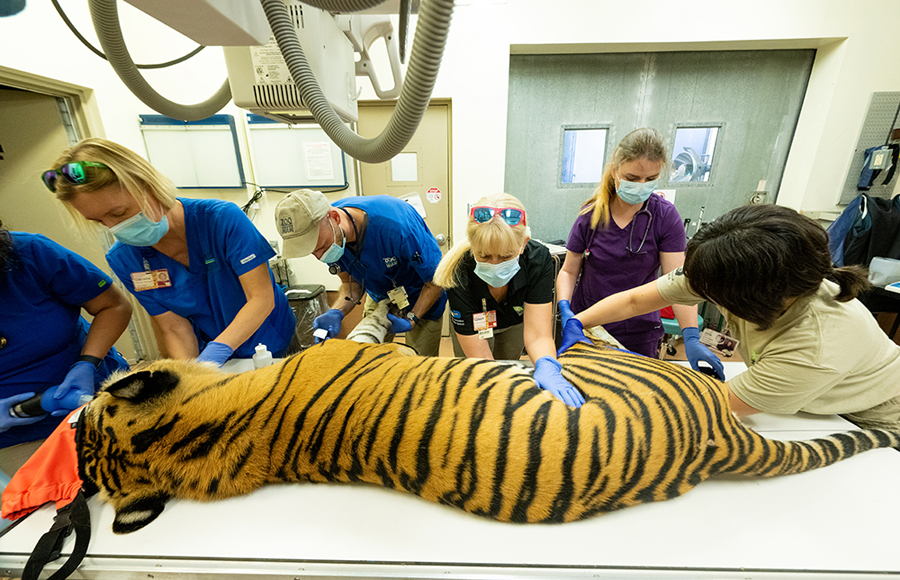 Médicos del Zoo Miami encuentran en condiciones críticas a tigre de Sumatra