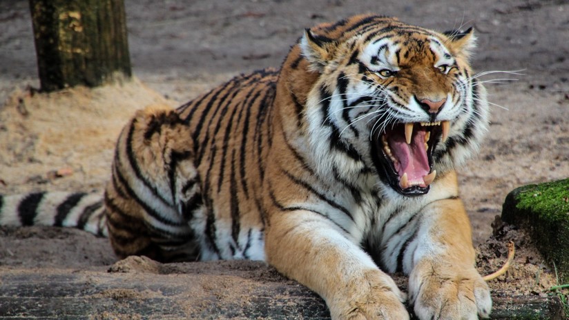 Cuatro tigres mataron a su adiestrador durante un ensayo en circo de Italia (Video)
