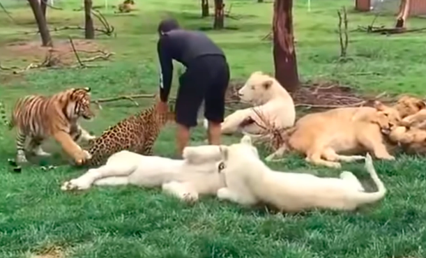 Un hombre se salvó de morir en las garras de un leopardo por un tigre que cuidó desde pequeño (video)