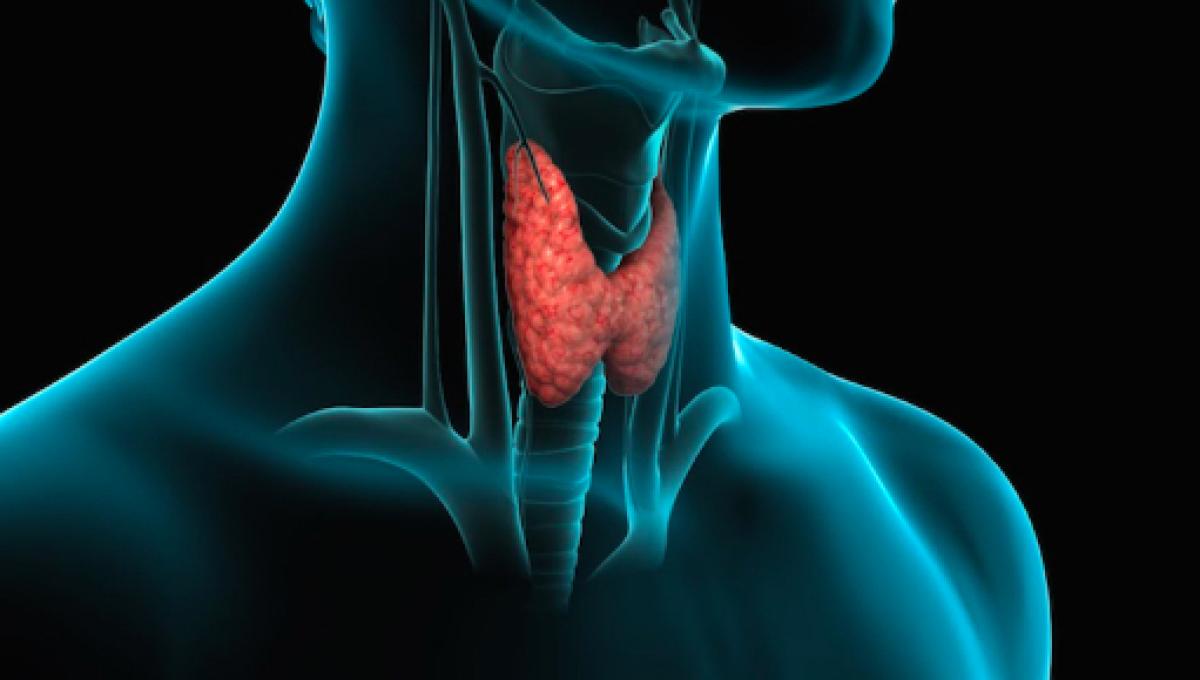 Dra. Aliza: La tiroides, una pequeña glándula con funciones muy importantes