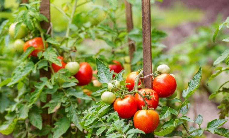 Conoce las propiedades “secretas” y curativas del tomate