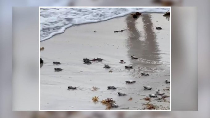 Tortugas marinas ponen sus huevos en playas de Florida