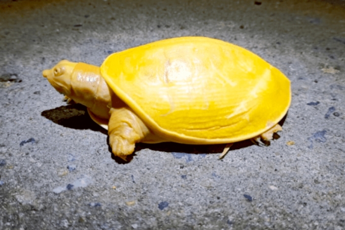 Descubren extraña tortuga amarilla de ojos rosados en la India (Video)