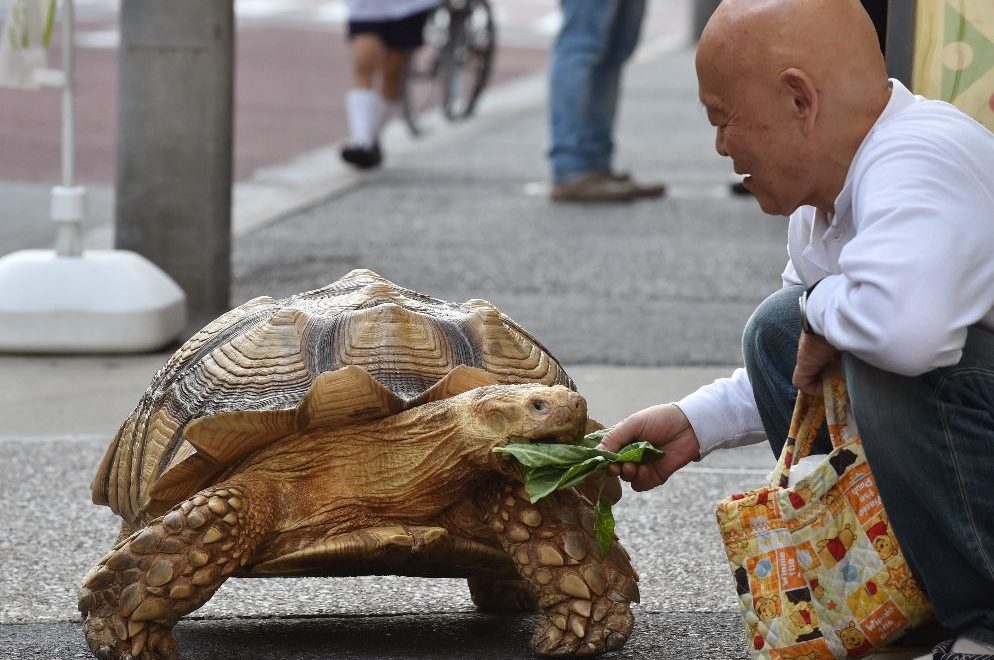 Tortuga gigante pasea por las calles de Tokio y deja a todos atónitos