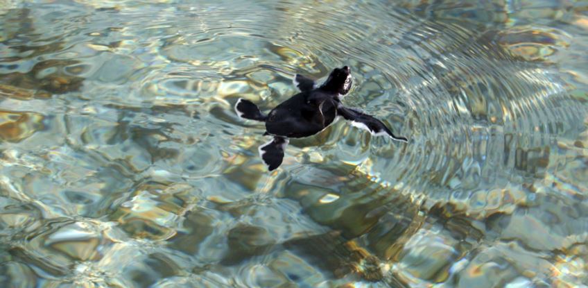 Florida: 99% de las tortugas nacen hembras por el calor del verano