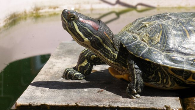 Se activa búsqueda de tortugas enfermas en Florida