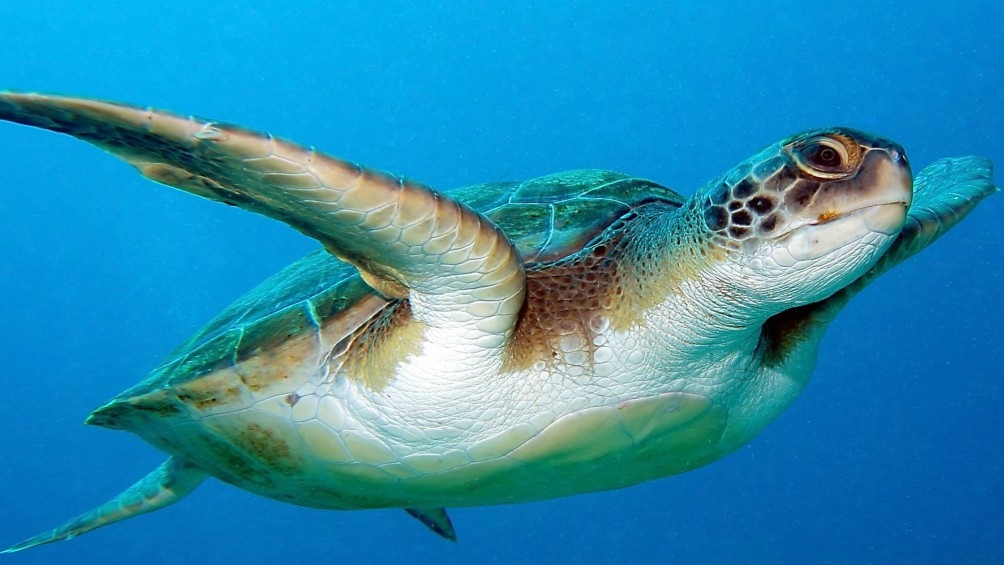 Florida: Tortugas marinas son afectadas por extraño virus