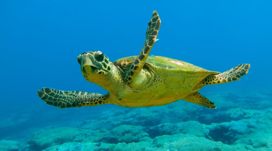 ¡Perseverance! Liberan en el océano a una tortuga marina de 370 libras después de su rehabilitación