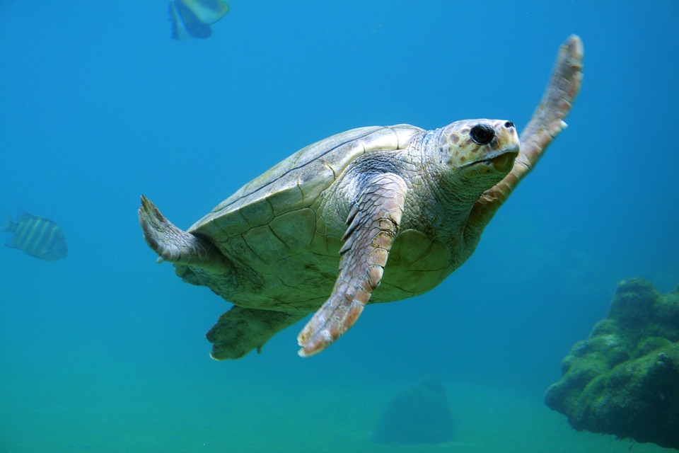 La Guardia Costera ayudó a liberar a dos tortugas marinas rehabilitadas en Florida