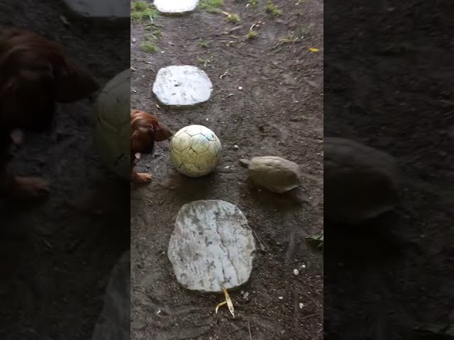 ¡Qué tiernos! Mira cómo este perrito juega al fútbol con una tortuga (Video)