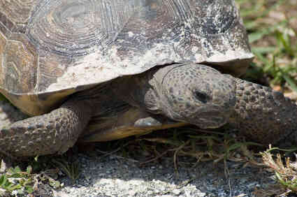 Legisladores de Florida buscan áreas receptoras para tortugas terrestres