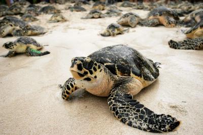 Comenzó temporada de anidación de tortugas marinas en Broward