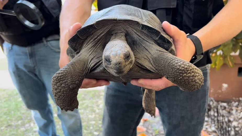 Aparecieron dos tortugas robadas en Zoo de San Agustín: una de ellas dentro de un congelador