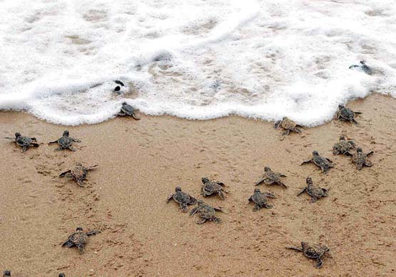 Documentan el primer nido de tortuga marina verde de la temporada en Sanibel