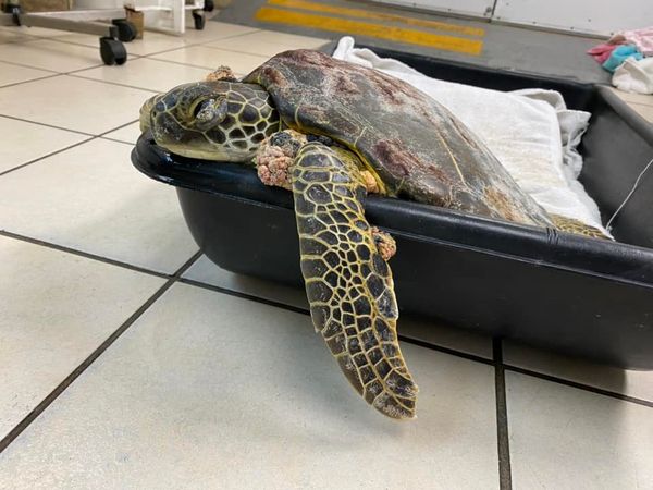Tres tortugas marinas son salvadas en el Sur de la Florida