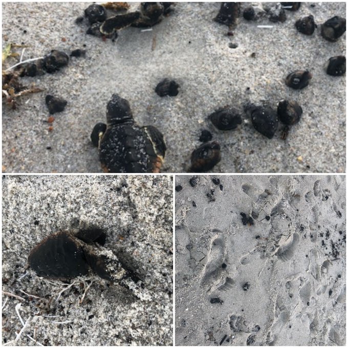 Tortugas marinas bebés fueron quemadas en Florida