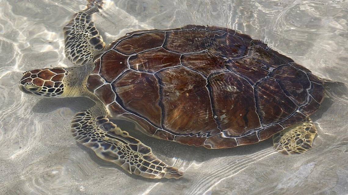 Dos hombres en Florida fueron arrestados por traficar unas 4.000 tortugas