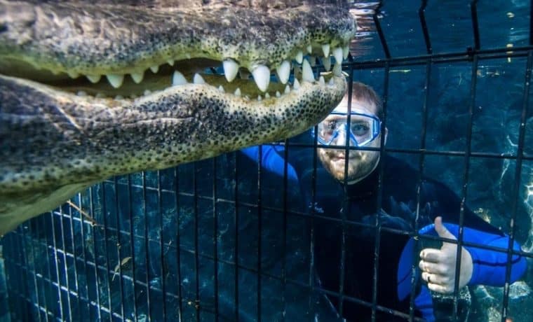 ¿Nadar con un caimán de 250 libras? Tour en Homestead lo hace posible