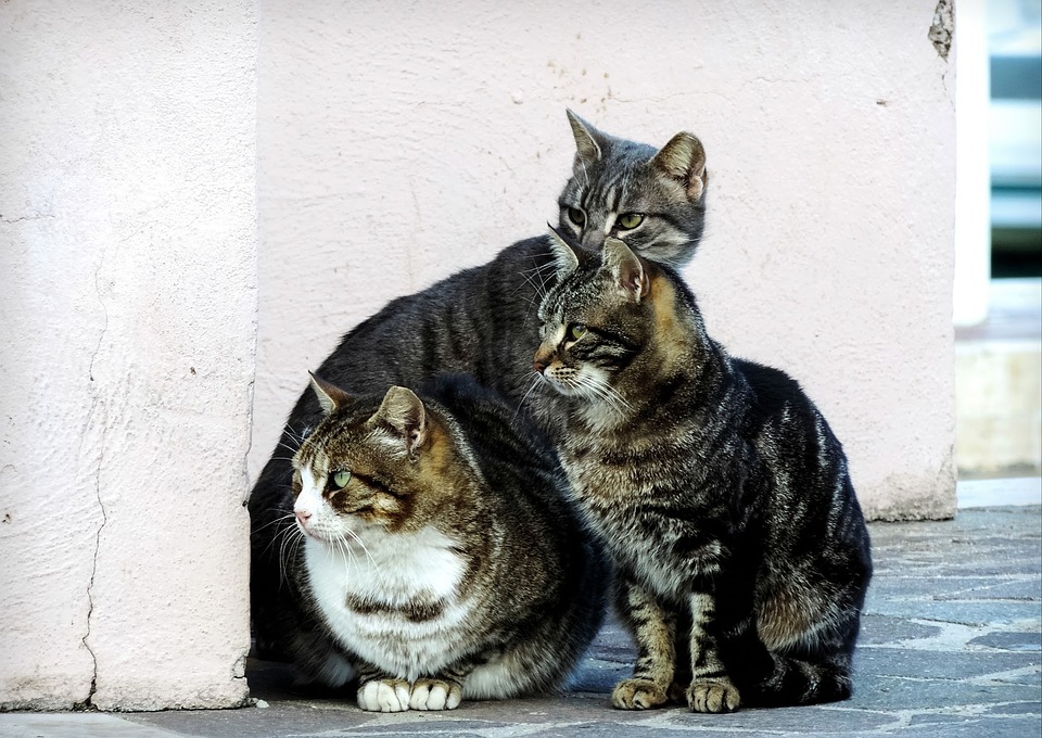 ¡Insólito! Tres gatos toman de ‘rehén’ una licuadora (FOTOS)
