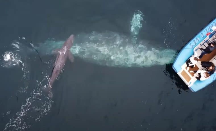Turistas presenciaron el nacimiento de una ballena: Todo quedó captado en video