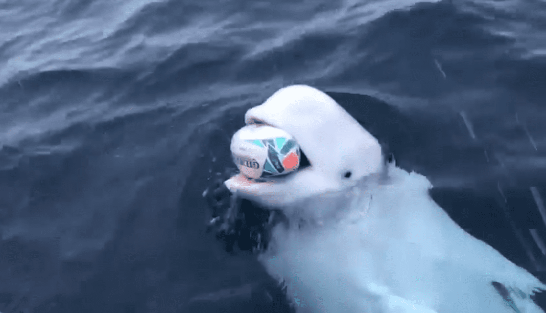 Hombres juegan con gigante ballena beluga a la pelota (VIDEO)