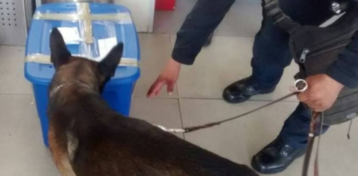 El increíble hallazgo de un perro antidrogas que dejó a todos sorprendidos  (FOTOS)