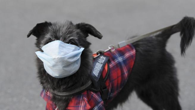 Real Sociedad Canina pide no poner mascarillas a los perros, no pueden transmitir ni padecer el coronavirus