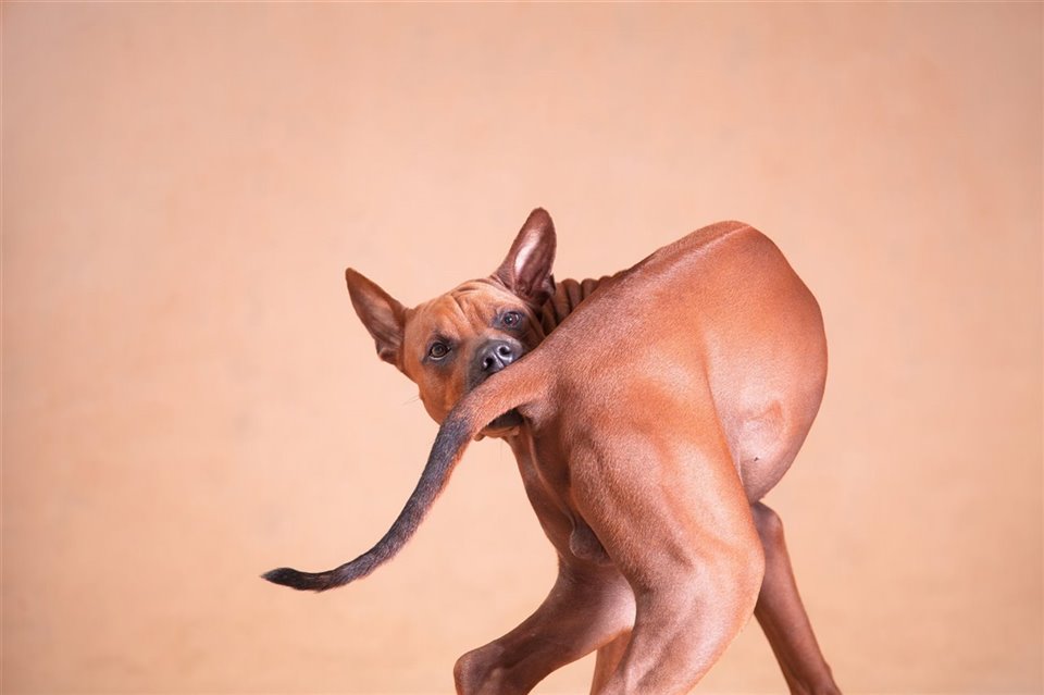 ¿Por qué los perros persiguen su cola?