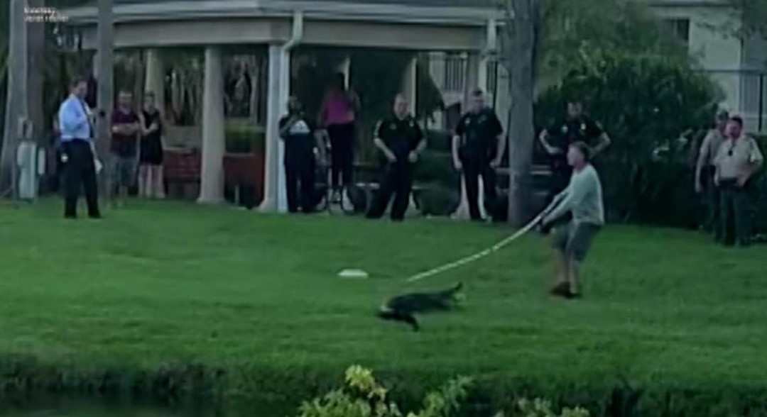 Cocodrilo atacó a una mujer mientras paseaba a su perro en Florida