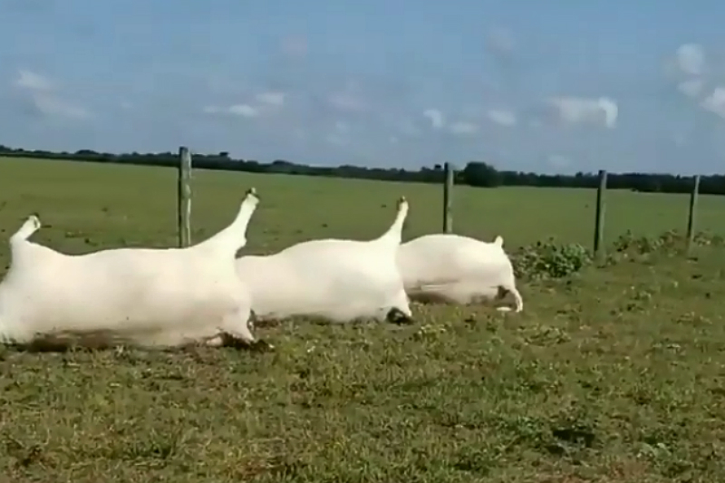 Video muestra como 23 vacas murieron por impacto de rayo sobre cerco eléctrico en Texas