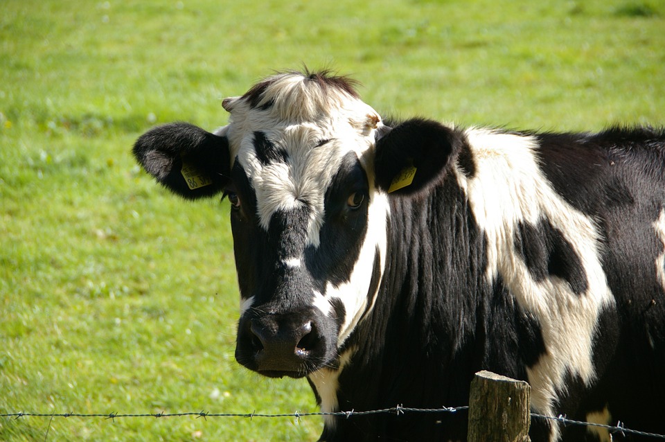 ¿Será posible que las hamburguesas de carne falsas hagan a las vacas obsoletas?