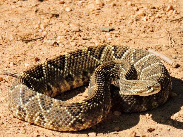 Investigan veneno de serpiente para impedir formación de trombos