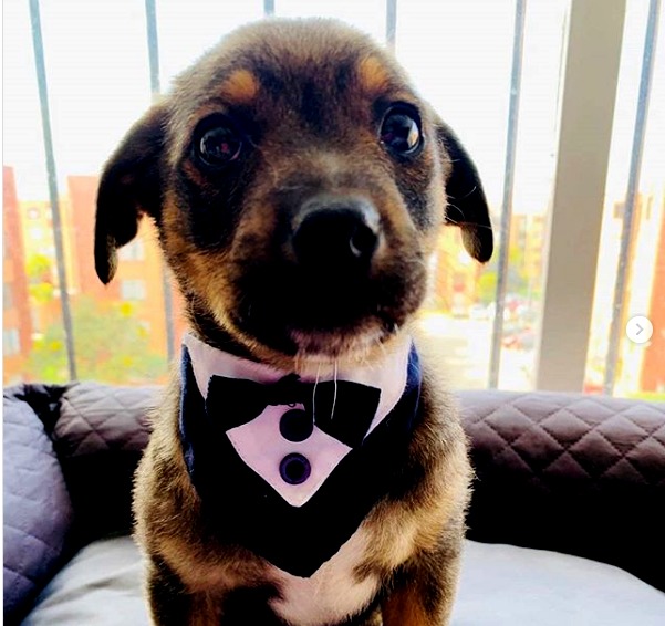 Viral: Dejan plantado a perrito el día de su adopción
