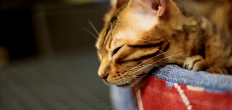 EEUU: Advierten que mascotas pueden contraer viruela símica