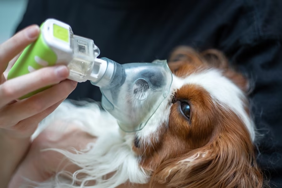“Es difícil de rastrear” Lo que se sabe de la mortal neumonía que afecta a los perros