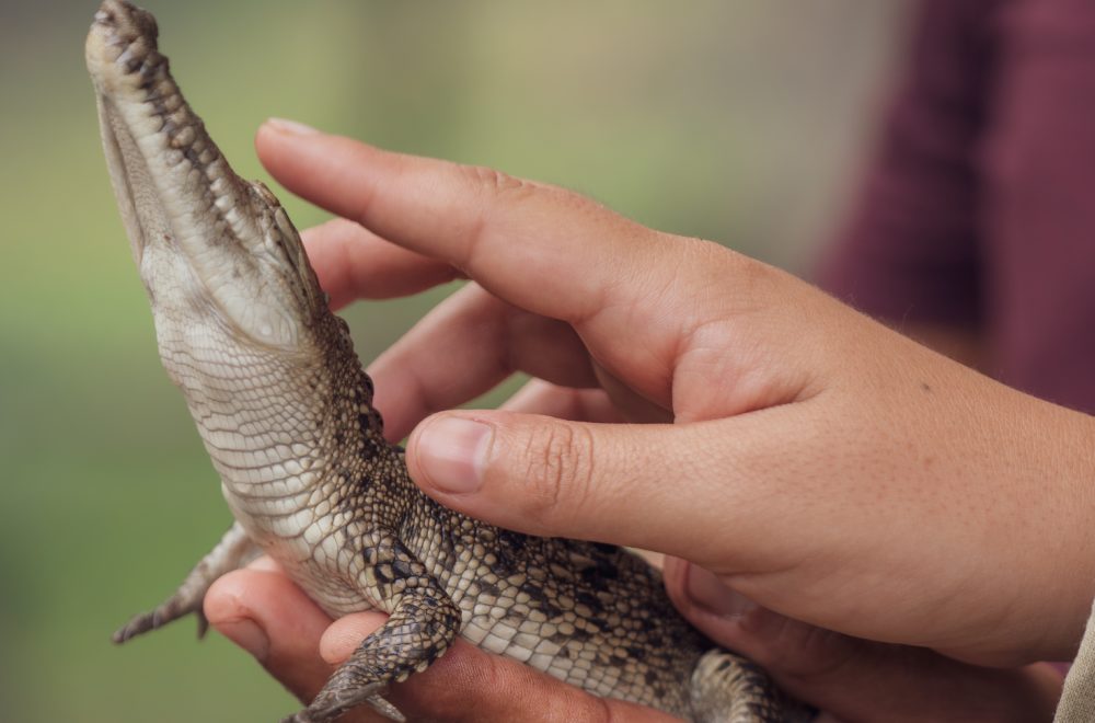 Visión, el cocodrilo bebé que nació sin ojos y sobrevive en santuario de Florida