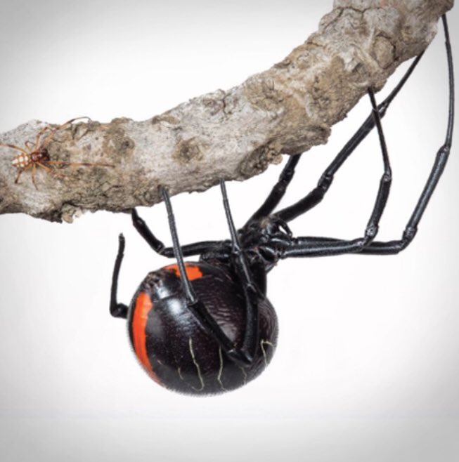¡Alerta! La araña más peligrosa del mundo fue descubierta en Sudáfrica