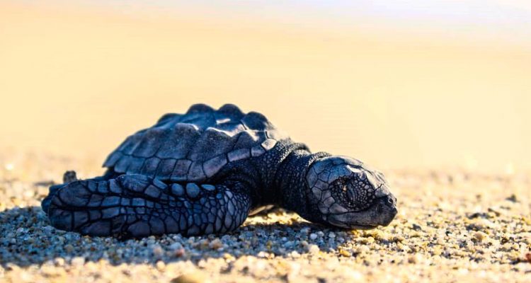 8,000 nidos de tortugas marinas fueron lavados por Dorian en Florida