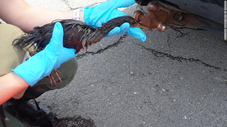 Aves cubiertas de petróleo víctimas del huracán Ida