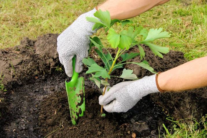 El Distrito 4 celebra el Día de la Tierra con la plantación de 609 árboles