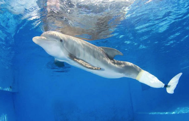 Murió Winter, la reconocida estrella de “Dolphin Tale” en un acuario de Florida
