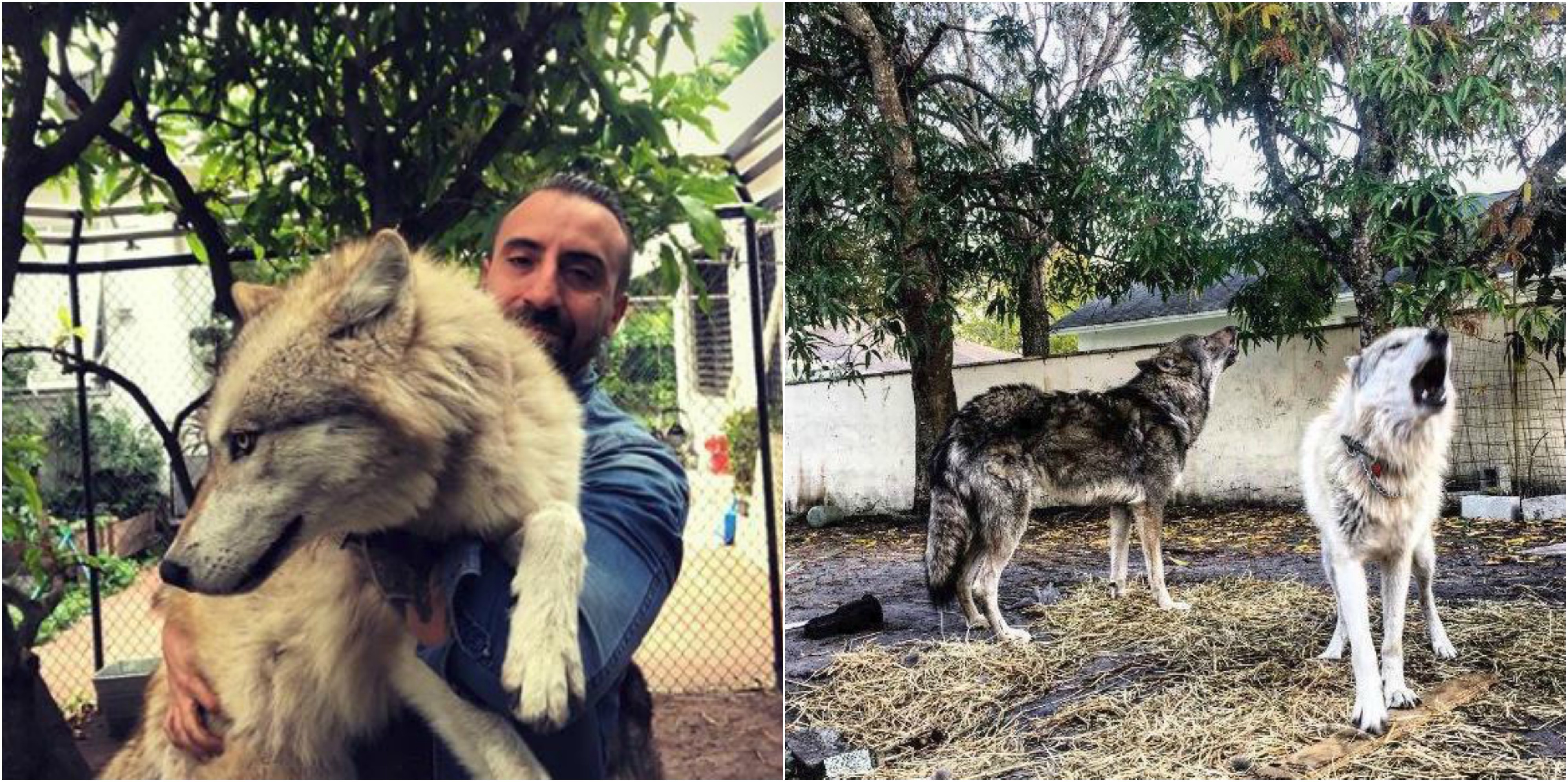 Perros lobo atacan a otras mascotas en Miami Beach y alerta a sus residentes