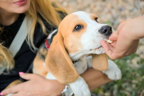 Advertencia: El xilitol puede ser mortal para los perros